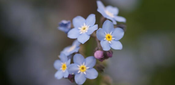 Blume in Feld